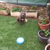 Amstaf blu per monta