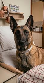 Pastore Belga Malinois nato 11/03/2024