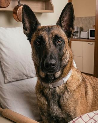 Pastore Belga Malinois nato 11/03/2024