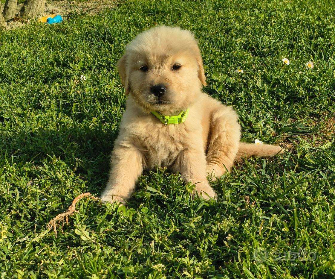 Regalo Golden Retriever da Privato a Udine golden retriever cuccioli