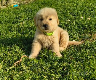 Golden Retriever Americano