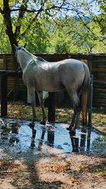 Cavallo