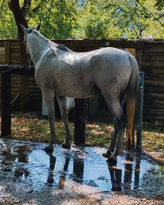 Cavallo