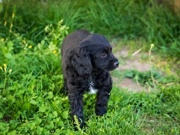 Cocker spaniel nero