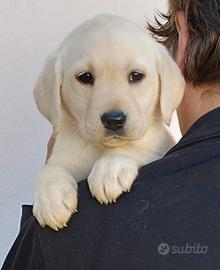 Cucciola labrador con pedigree