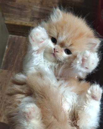 Cuccioli di gatto Persiano