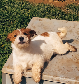 Jack Russell femmina pelo Ruvido