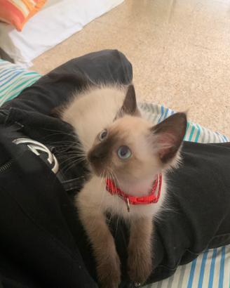 Gatto siamese per monta