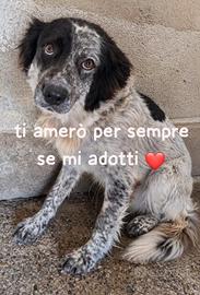 ALBICOCCA 3 ANNI taglia media