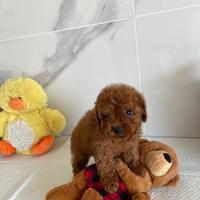 Barboncini Toy, Mini Toy e Nani - Autorizzato ASL