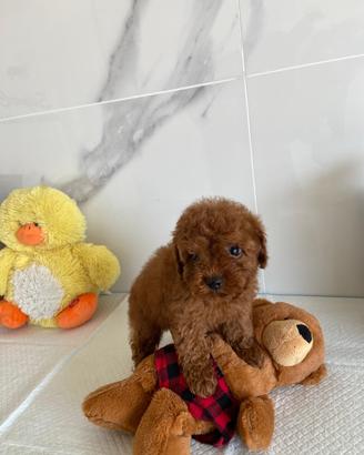 Barboncini Toy, Mini Toy e Nani - Autorizzato ASL