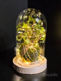 kokedama Fittonia con Cupola e luci a led Piante