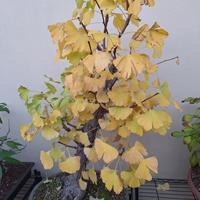 Ginkgo Biloba