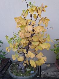 Ginkgo Biloba
