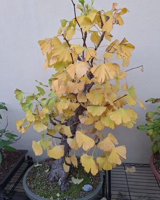 Ginkgo Biloba