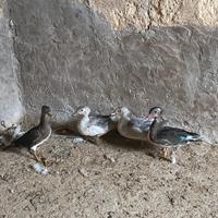 Anatra mandarina anatra carolina