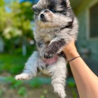 Cucciola di volpino di Pomerania