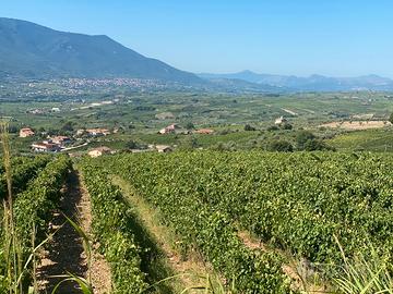 Vigneto falanghina Doc /greco Doc