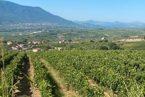 Vigneto falanghina Doc /greco Doc