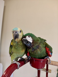 Ara severa Allevata a mano 5 mesi