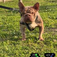 Bulldog francese big rope velvet rojo merle