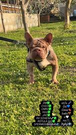 Bulldog francese big rope velvet rojo merle