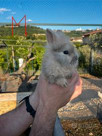 Conigli coniglio nano leone cuccioli
