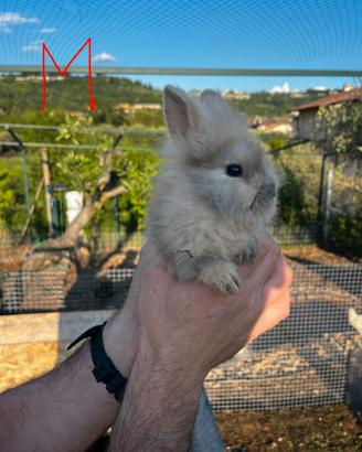 Conigli coniglio nano leone cuccioli