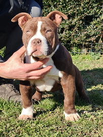 American bully pocket femmina