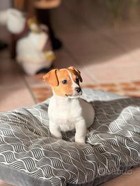 Cuccioli Jack Russell