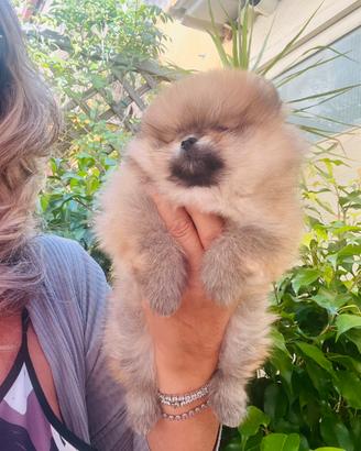 Spitz tedesco nano Pomerania