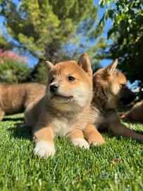 Shiba-inu