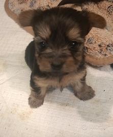 Maschietto Yorkshire