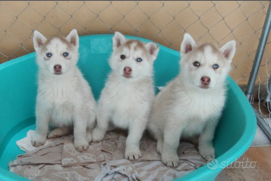 Siberian Husky