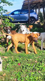 Si regalano cuccioli di tre mesi