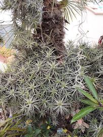 Tillandsia bergeri grigia varie misure. A partire 
