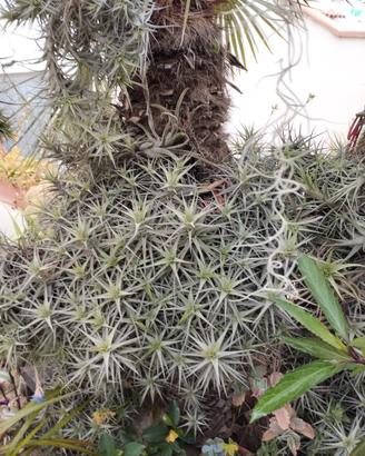 Tillandsia bergeri grigia varie misure. A partire 