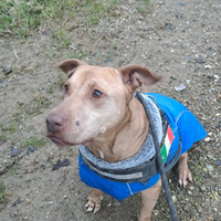 Champagne mix amstaffina tenera