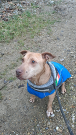 Champagne mix amstaffina tenera