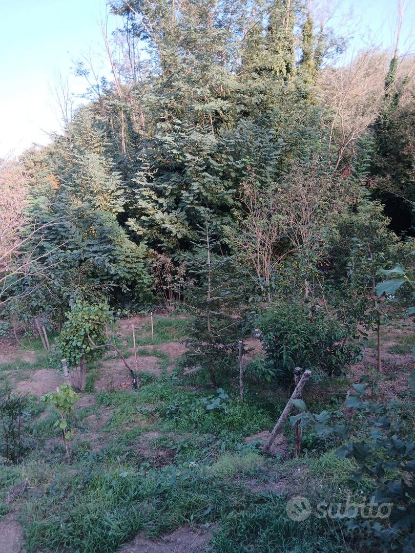 Terreno a Vitorchiano loc. Poggio Pasquale - Altro