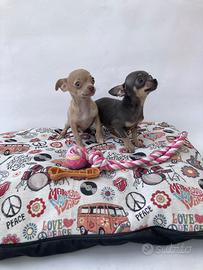 Chihuahua
