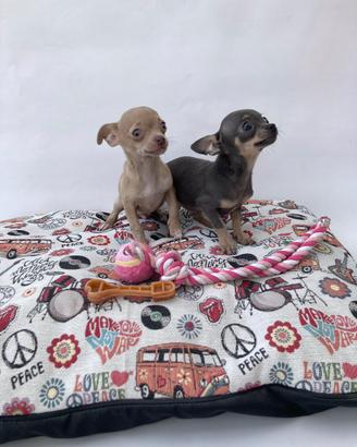 Chihuahua