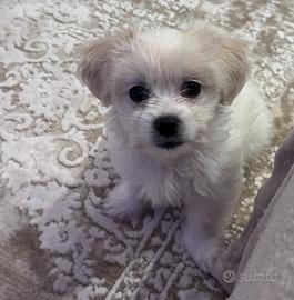 Bichon maltese