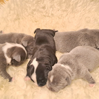 Staffordshire bull Terrier