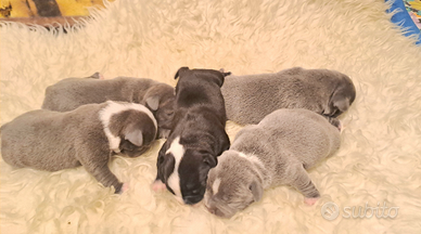 Staffordshire bull Terrier