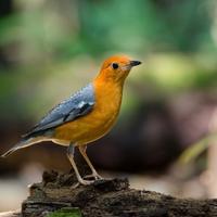 Coppia merli citrino