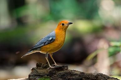 Coppia merli citrino