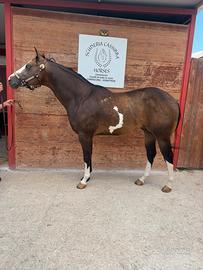 Cavallo Paint horse