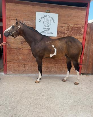Cavallo Paint horse
