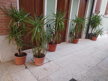 Piante Yucca h 1,50 mt